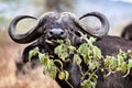 Closeup Cape Buffalo Eating Flower